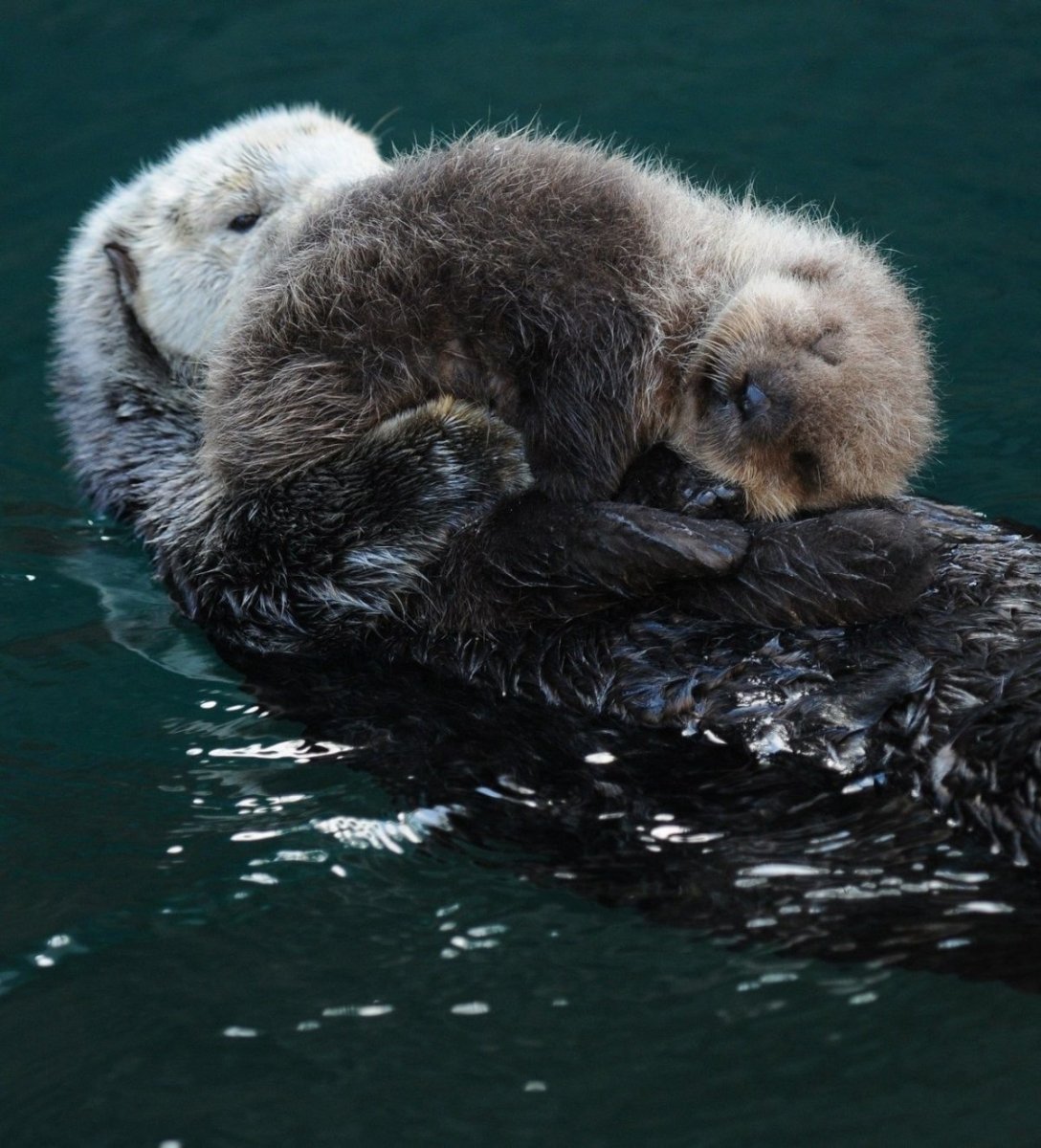 Кавказская выдра (Lutra Lutra meridionalis)