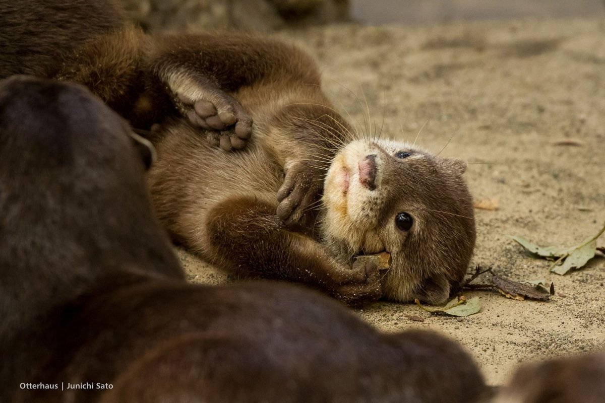 Линкималс выдра
