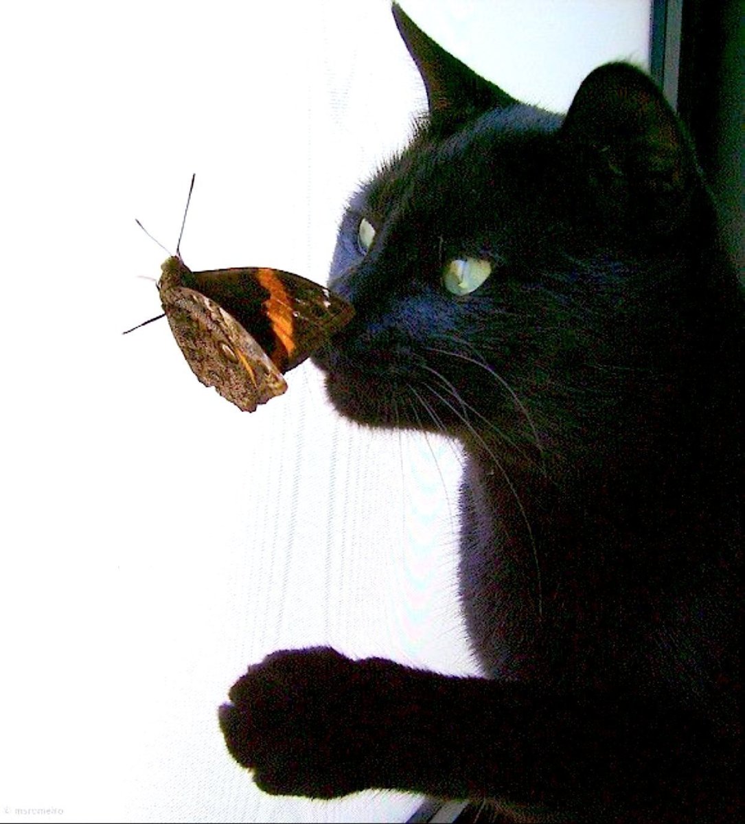 Котик акрилом на холсте