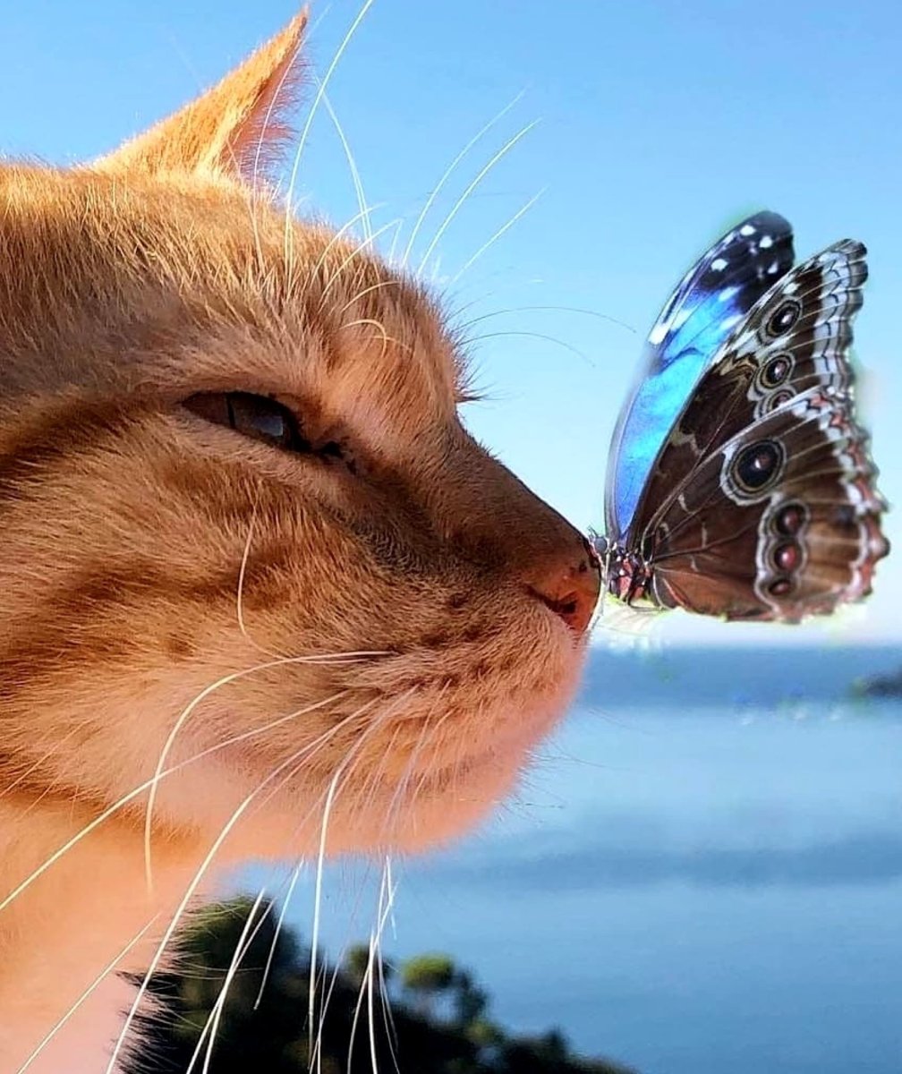 Бабочка на носу