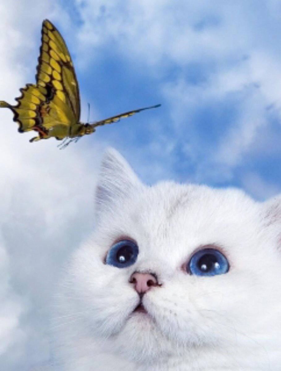 Кот с бабочкой на носу