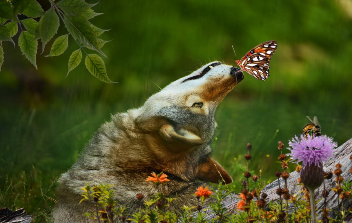 Кошка с бабочками