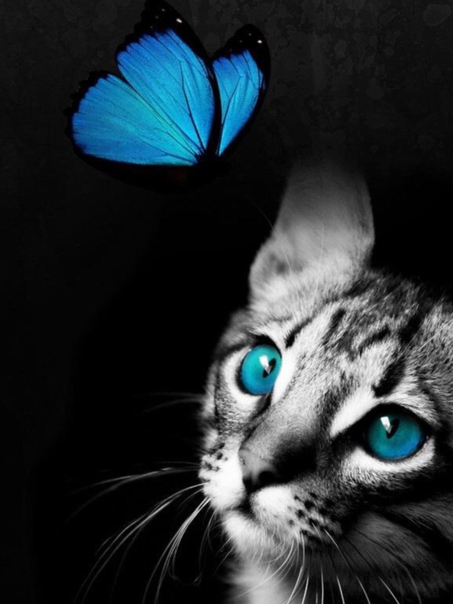 Кот с бабочкой на носу