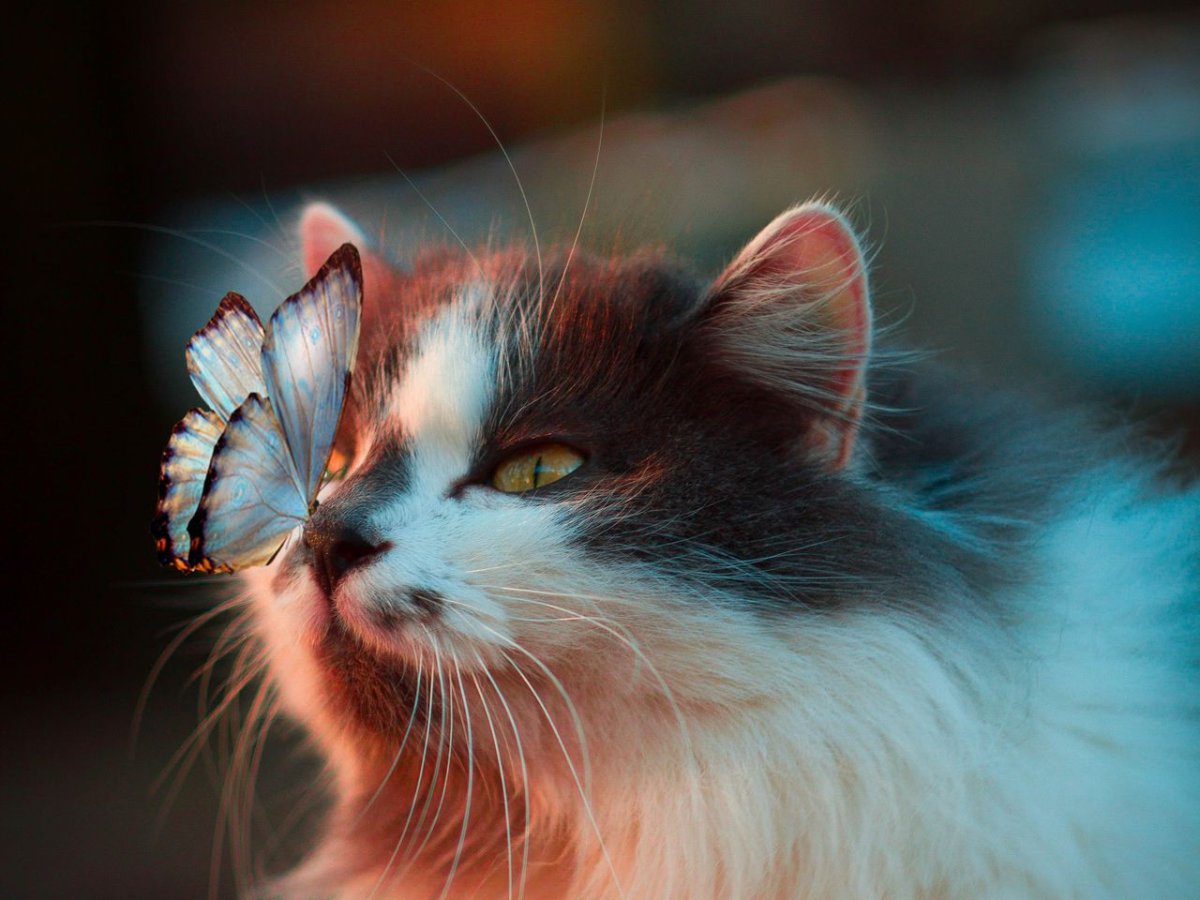 Бабочка на носу