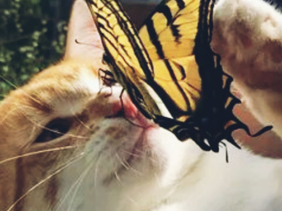 Животные нюхают цветы