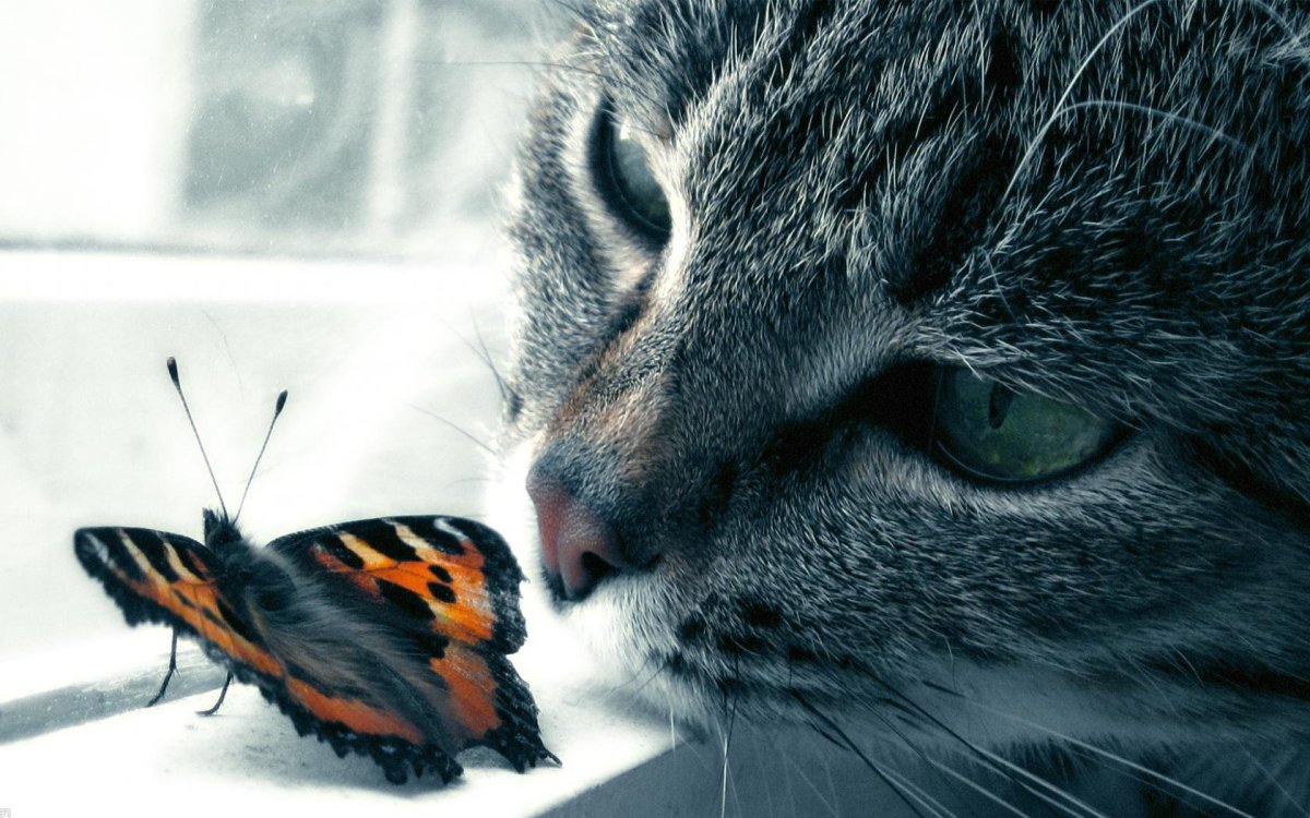 Собака бабочка