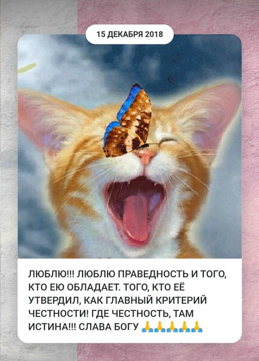 Белый кот с бабочкой на носу