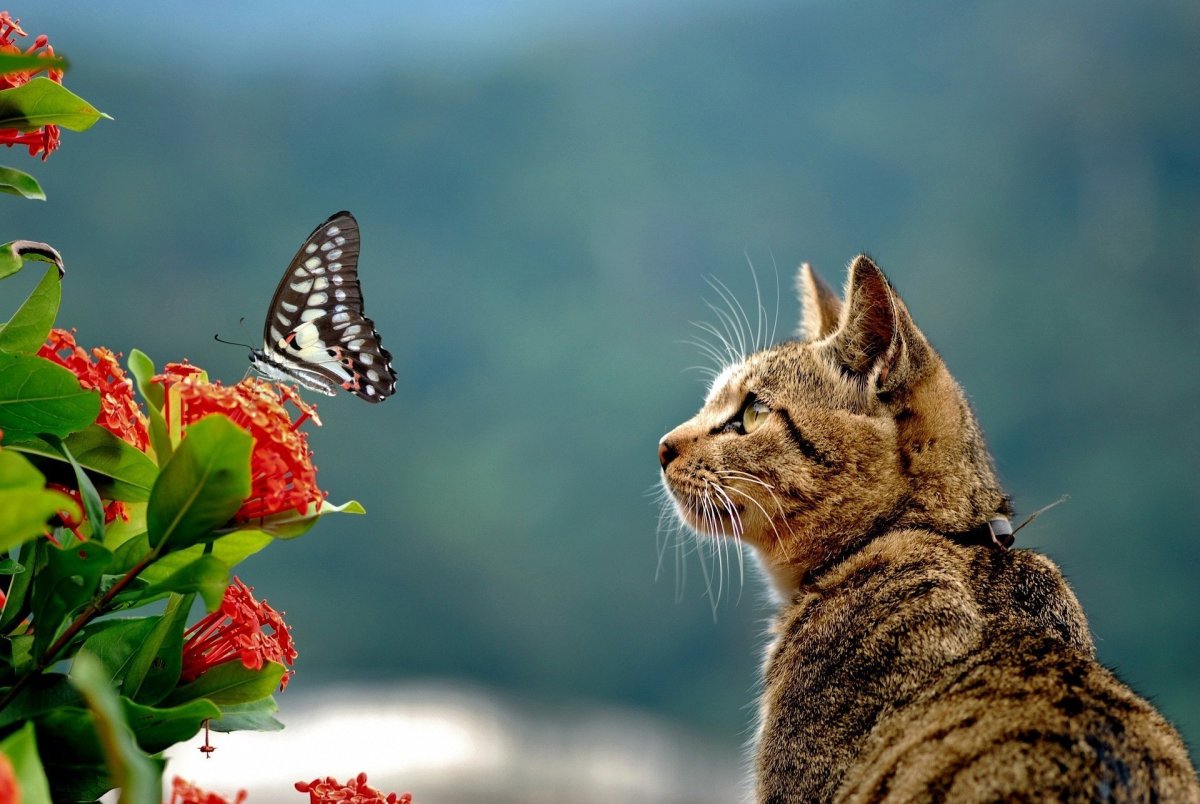 Кошка с бабочкой на носу