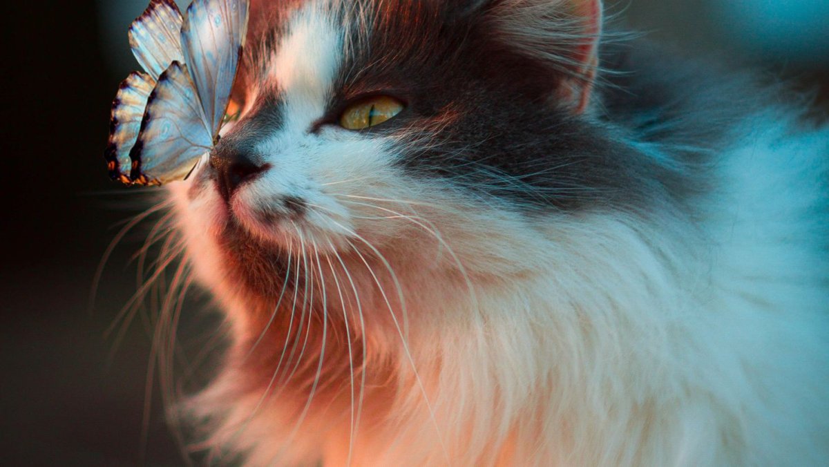 Котик с бабочкой