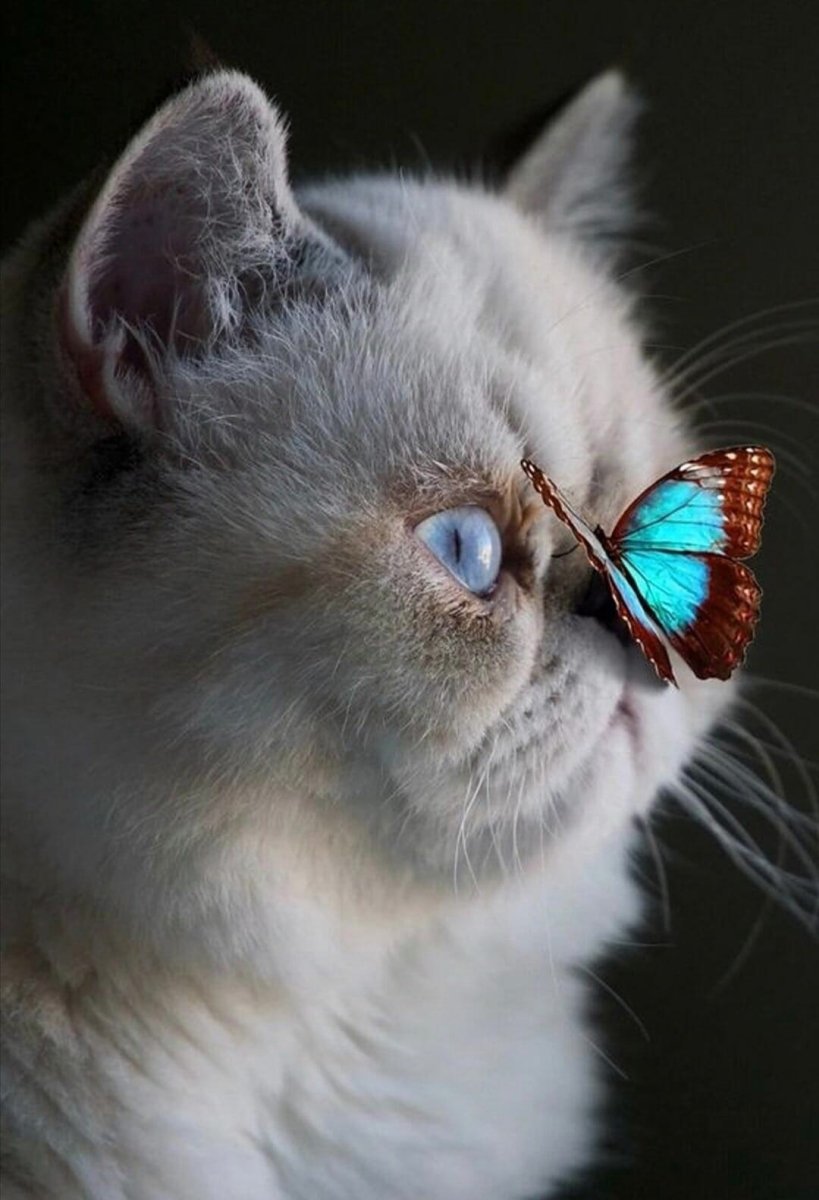 Милые котики