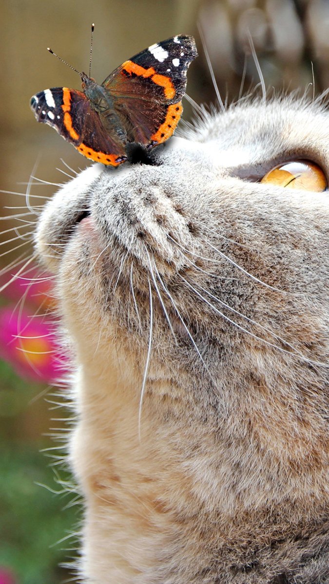 Котята с яркой бабочкой