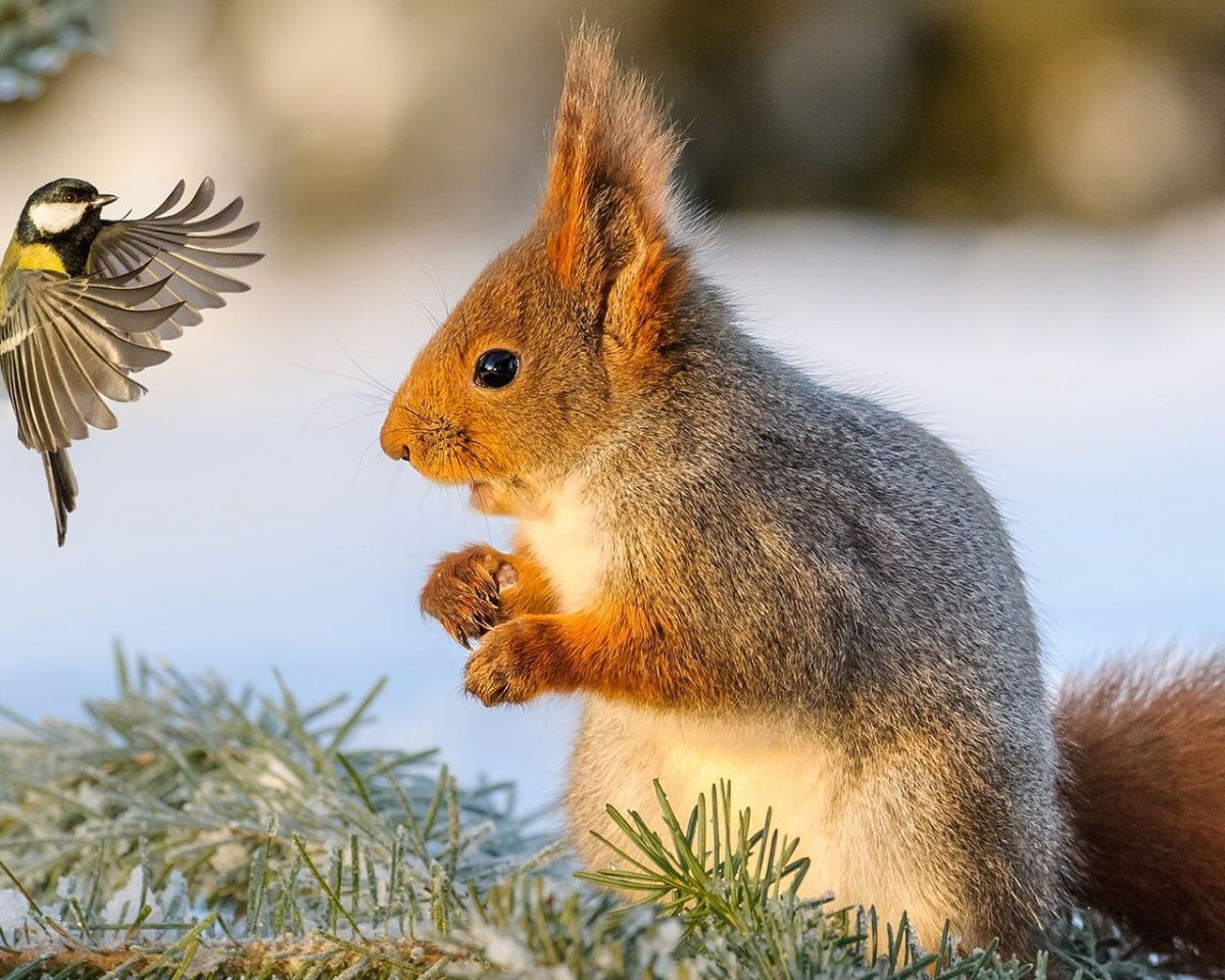 Животные на зимнем фоне