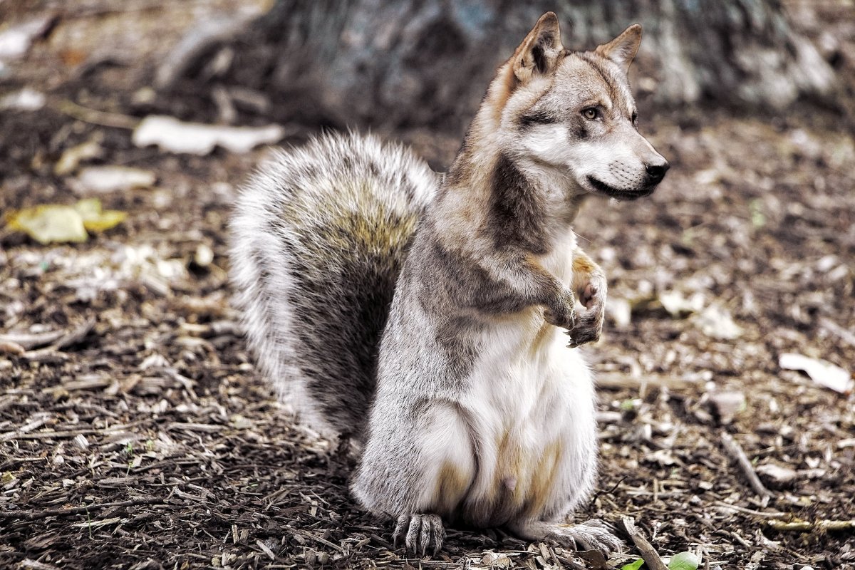 Волчья белка