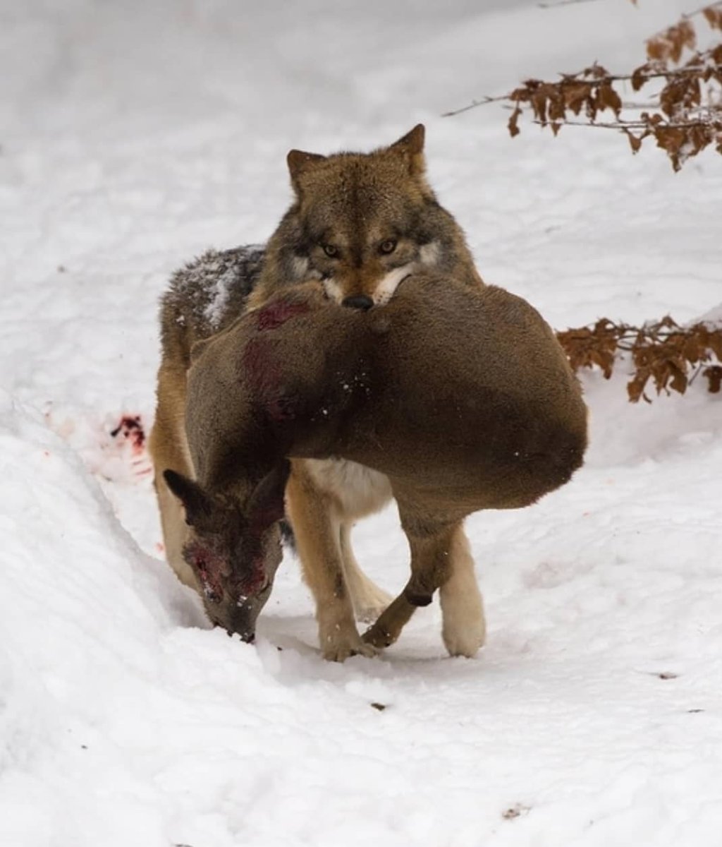 Кот и собака арт