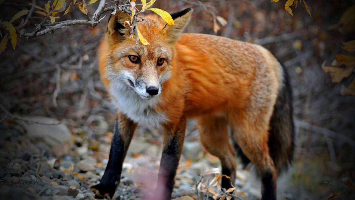 Дикие животные леса