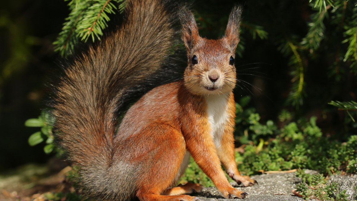 Белка обыкновенная дальнего Востока