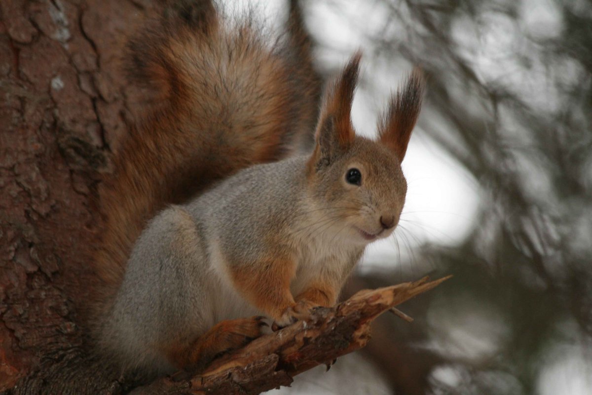 Зайцы и белки
