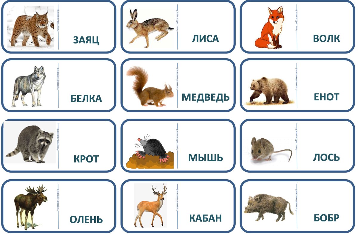 Карточки с животными леса для детей