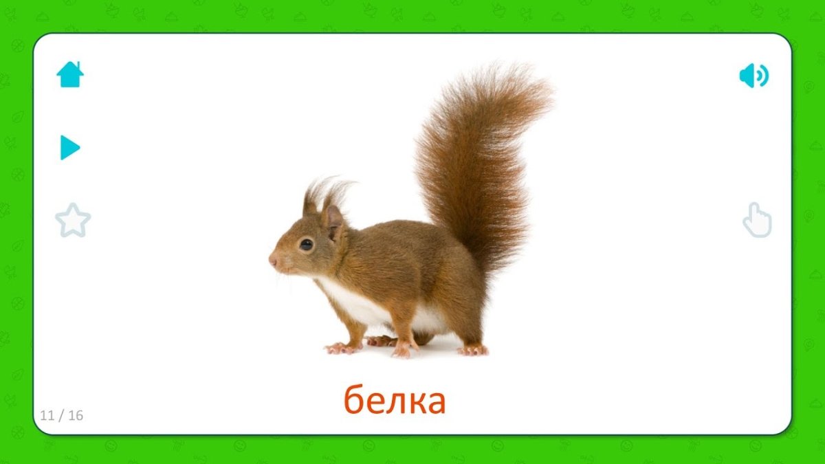 Белка карточка для детей