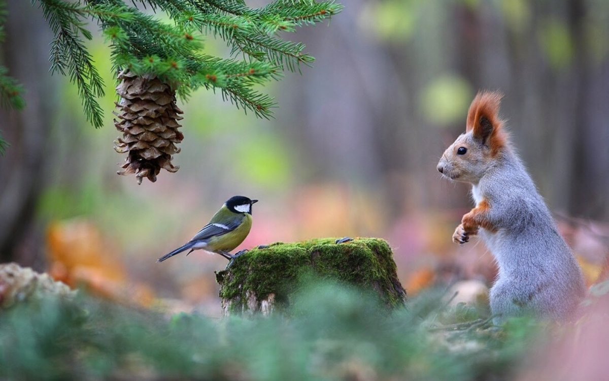 Вадим Трунов фотограф белки