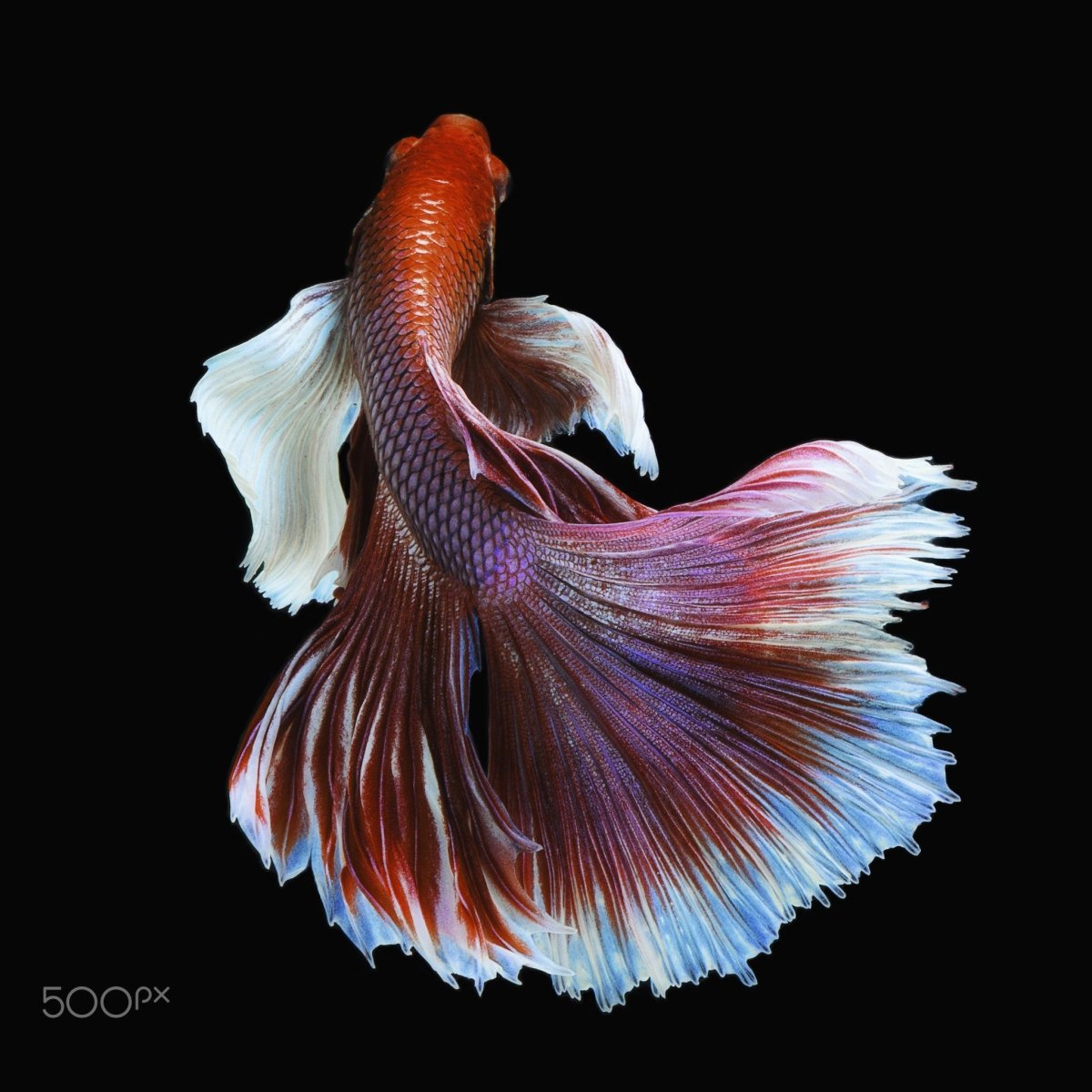 Сиамский петушок вуалехвост