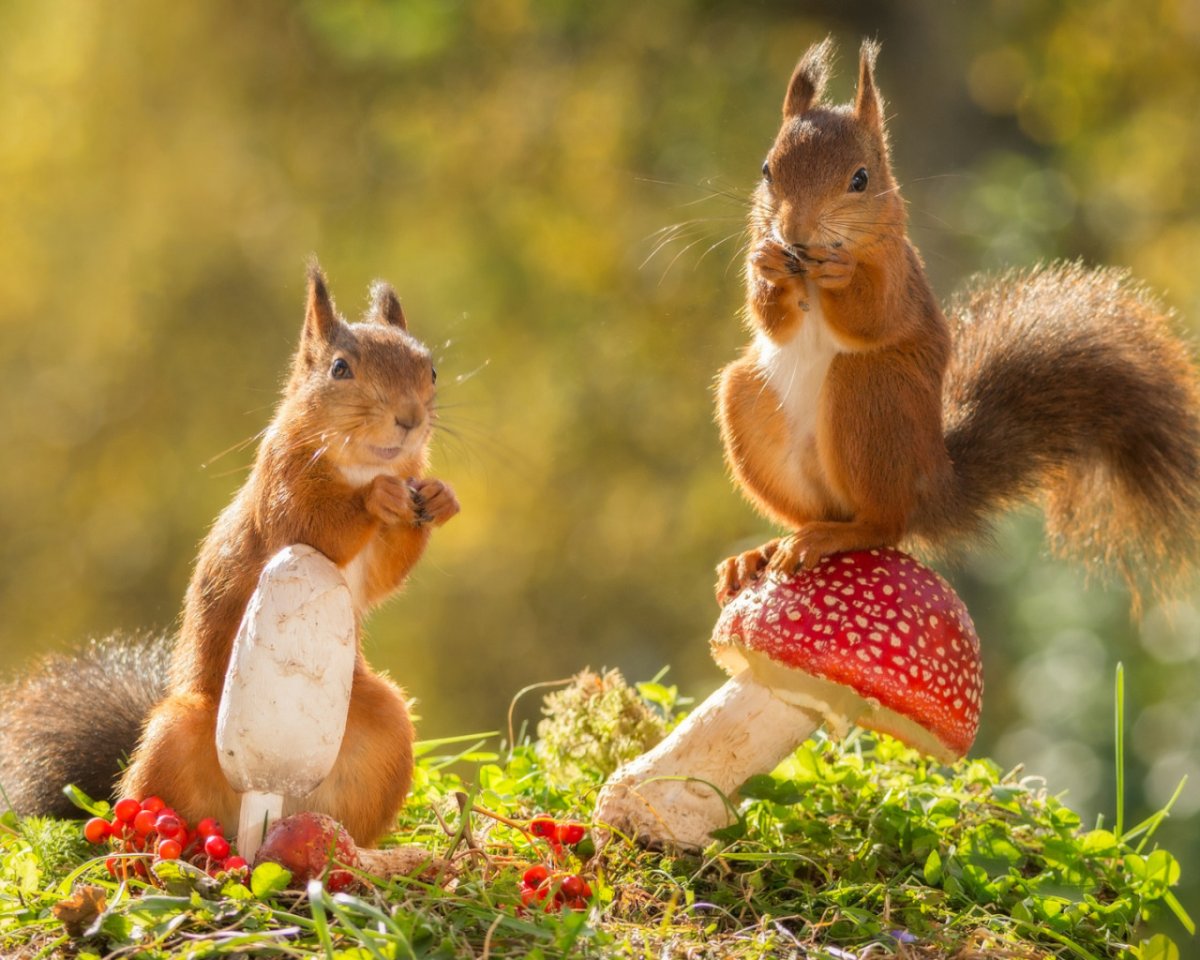 Животные леса зимой