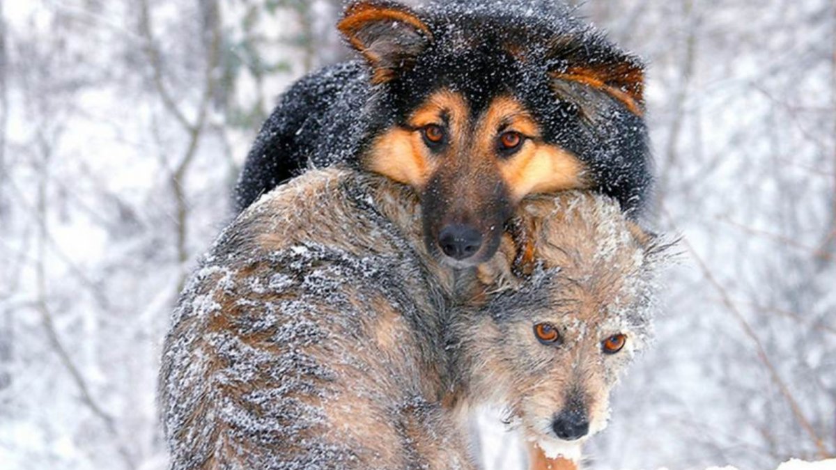 Животные зимой