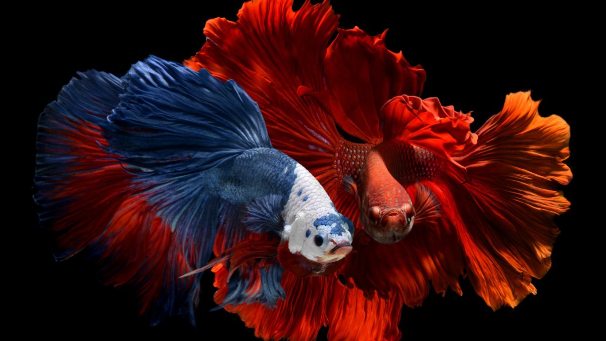 Сиамские бойцовые рыбки