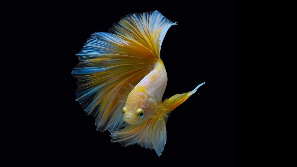 Красивые рыбки на черном фоне