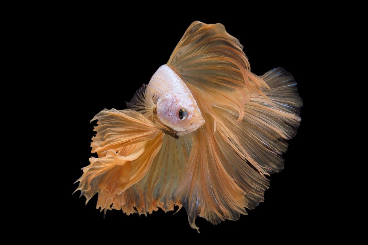 Золотой петушок рыбка