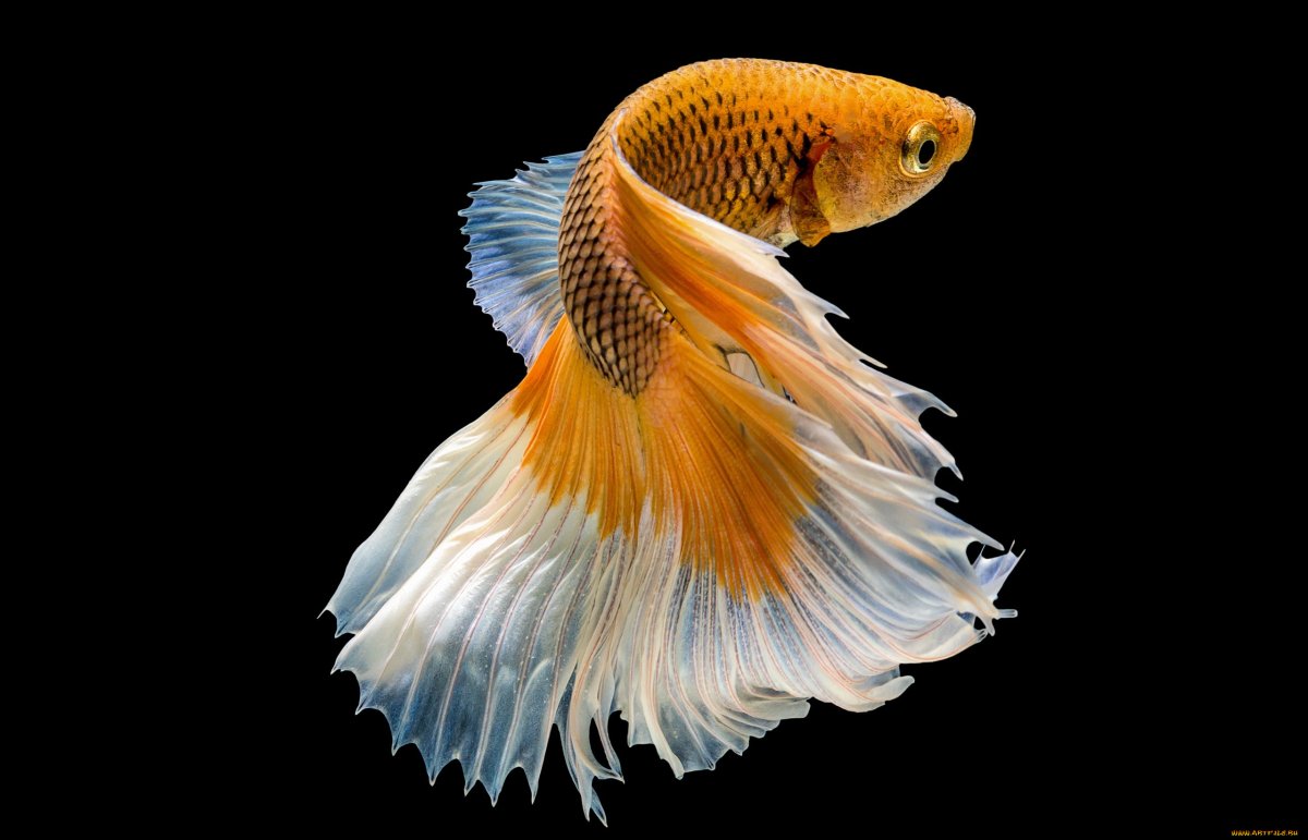 Рыбка петушок Бетта золотой