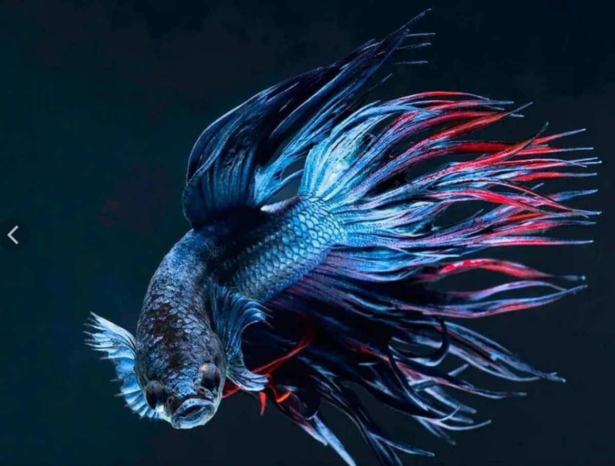 Петушок коронохвостый синий