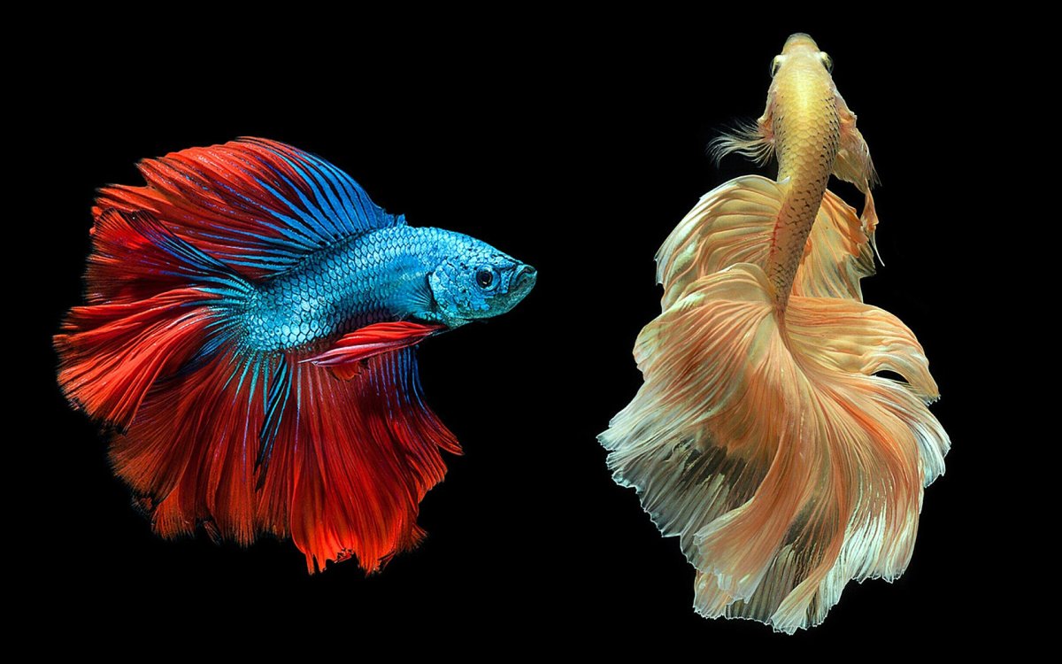 Бойцовая рыбка петушок