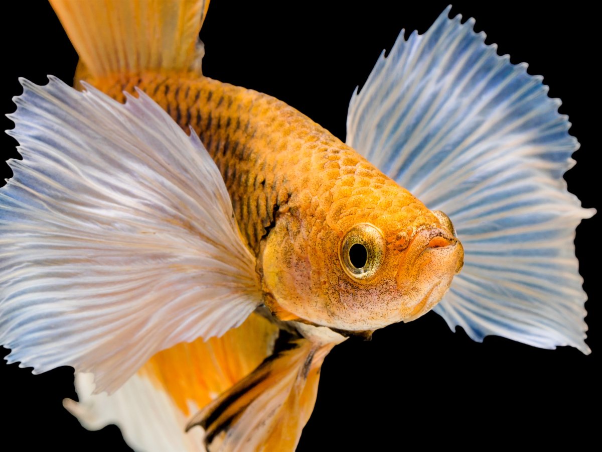 Рыбы с красивыми плавниками