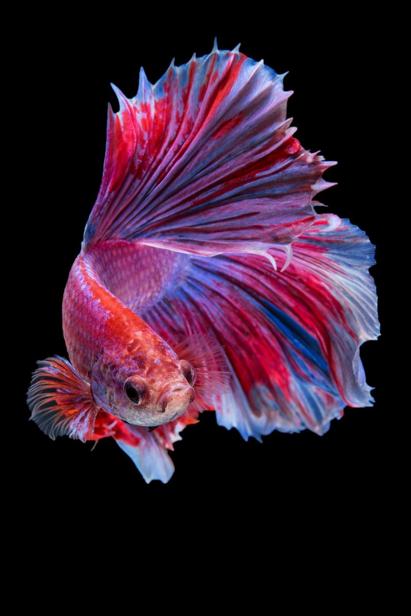 Бойцовые рыбки Бетта