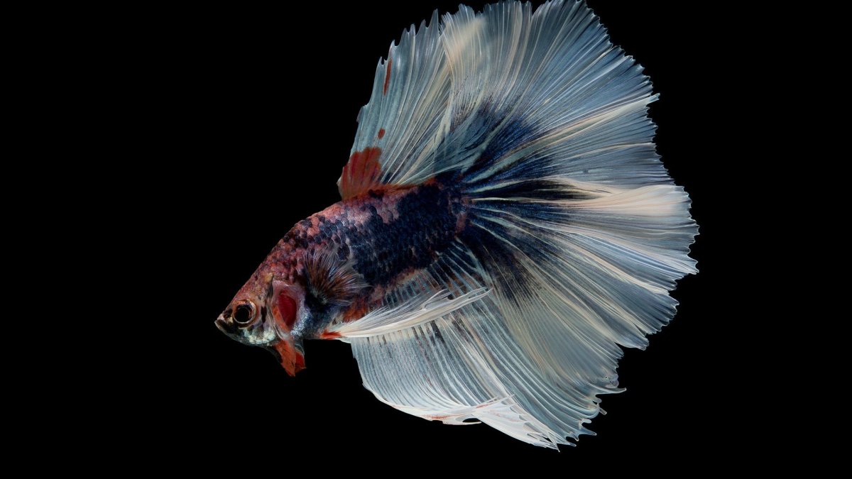 Рыба на черном фоне