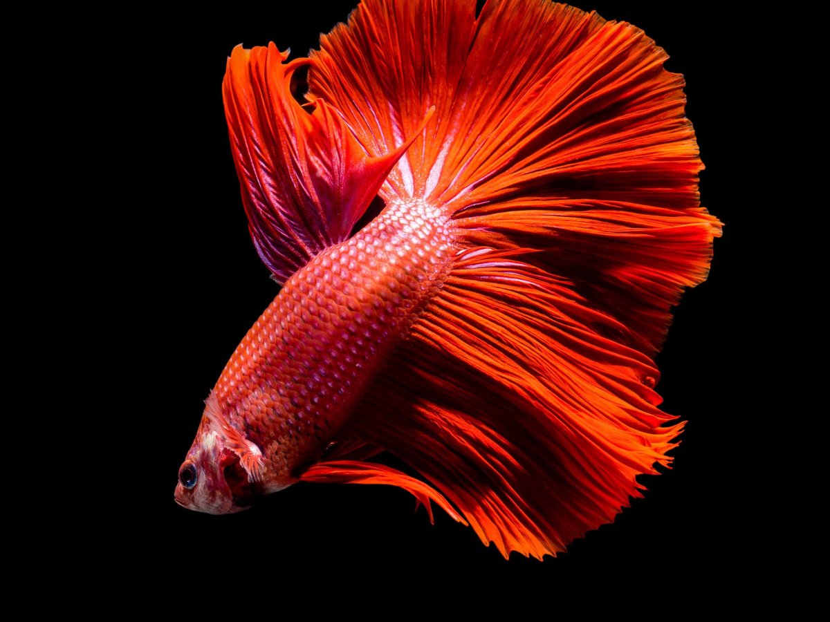 Рыбка петух