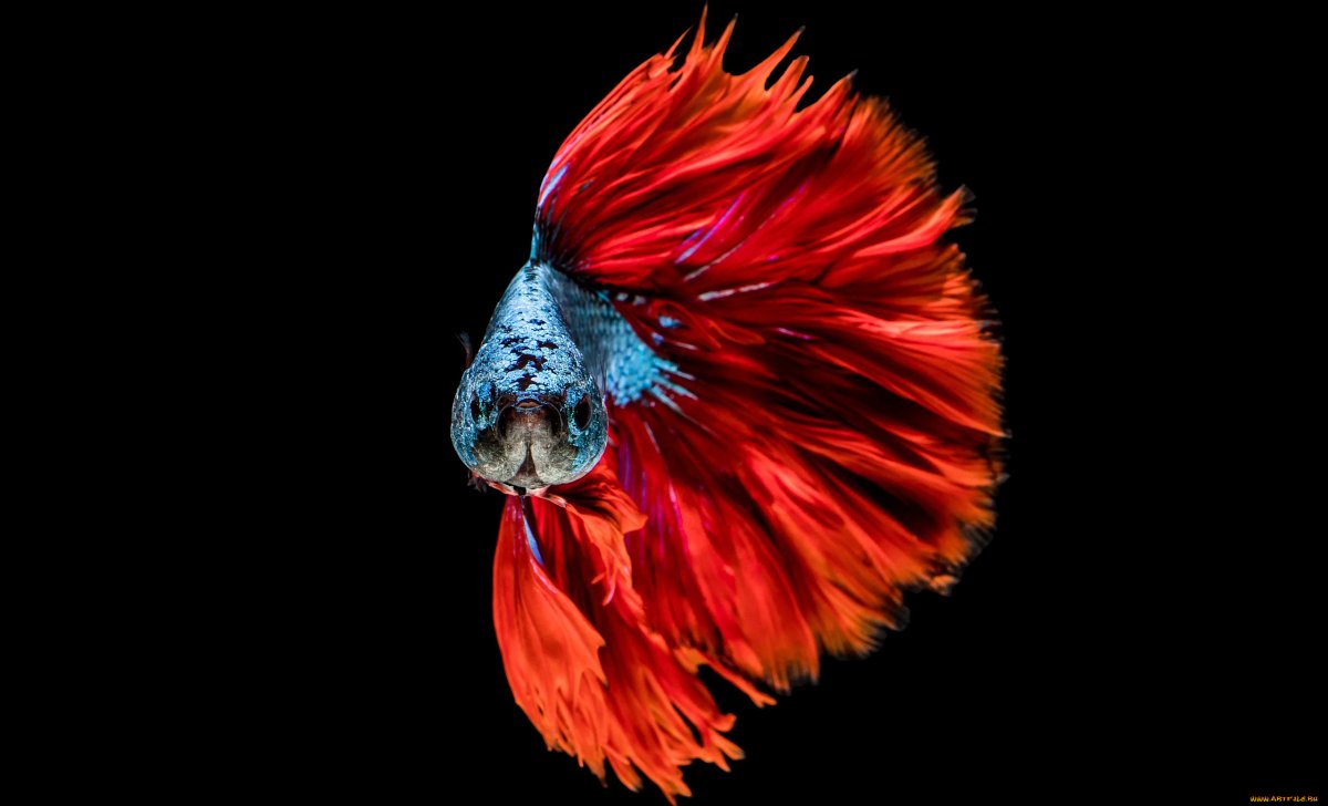 Рыбки Петушки на черном фоне