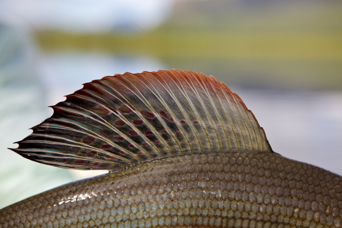 Рыбий плавник