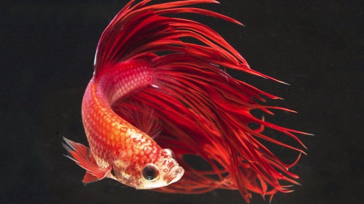 Рыбка петушок Бетта золотой