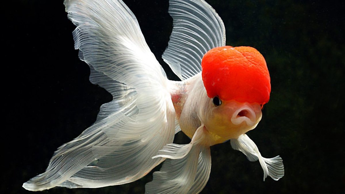 Золотая рыбка львиноголовка