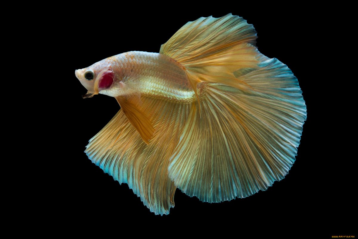 Белые рыбки на черном фоне