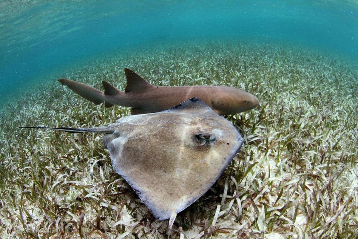 Барабулька Черноморская в море