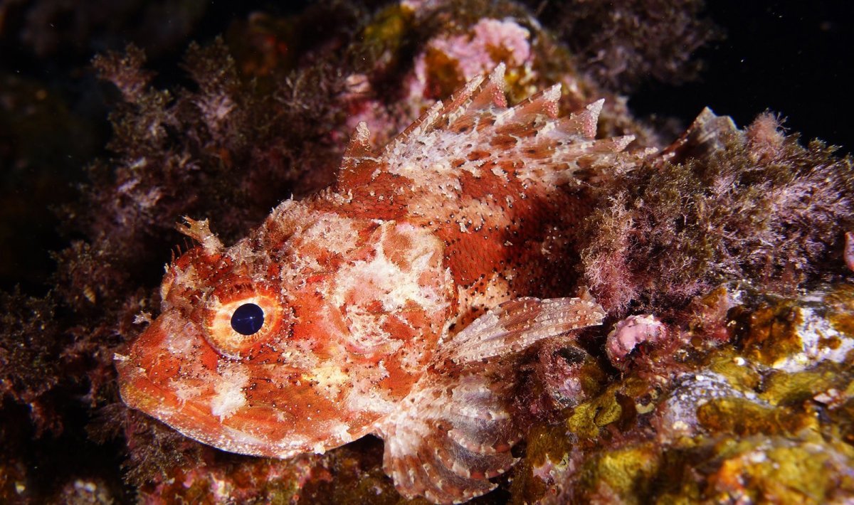 Рыба крапчатый Звездочет