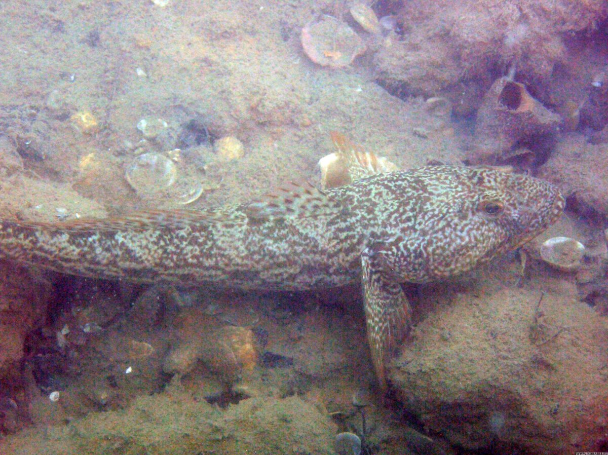 Морская змея мурена