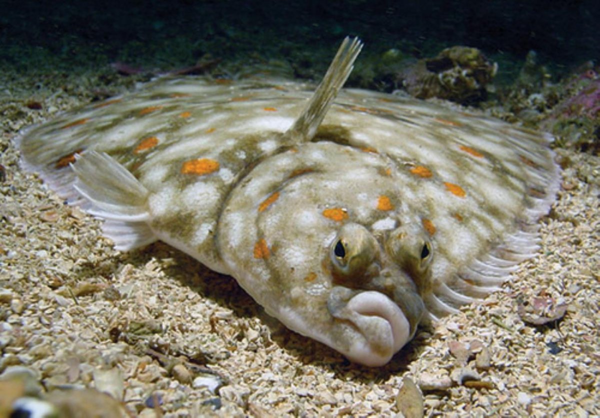 Рыбы черного моря Геленджик