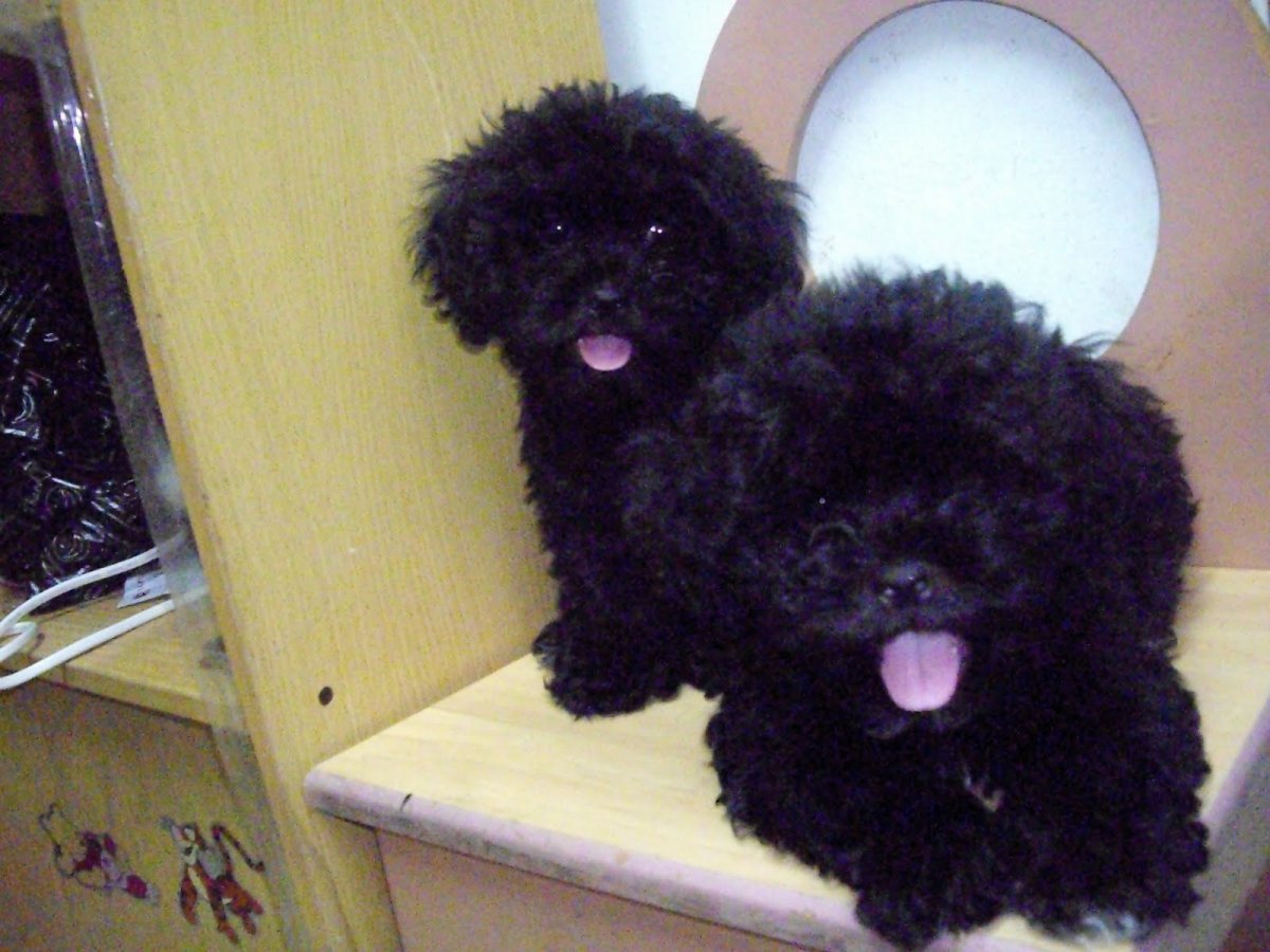 Черный мальтипу карликовый