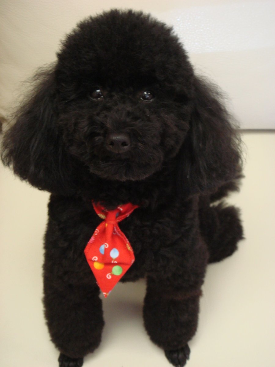 Стрижки черного карликового пуделя