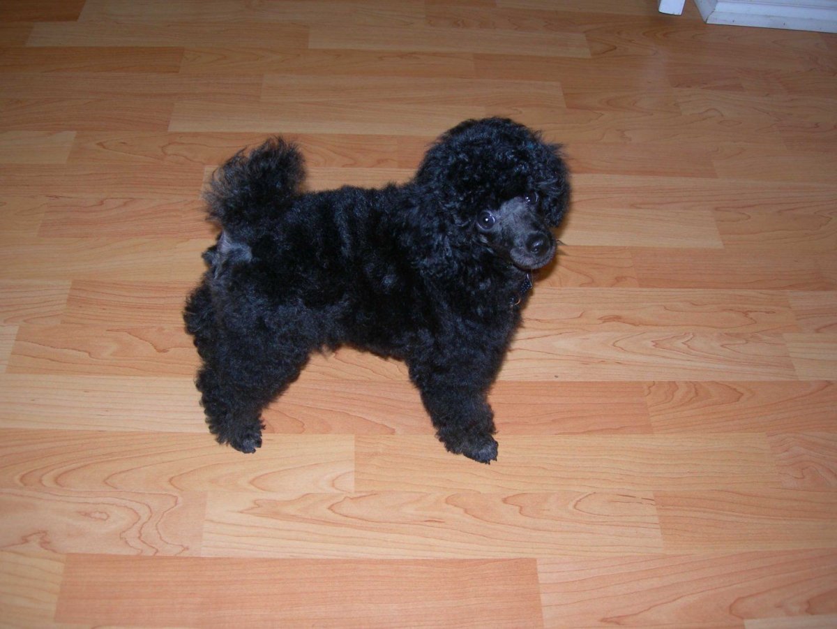 Той пудель клички