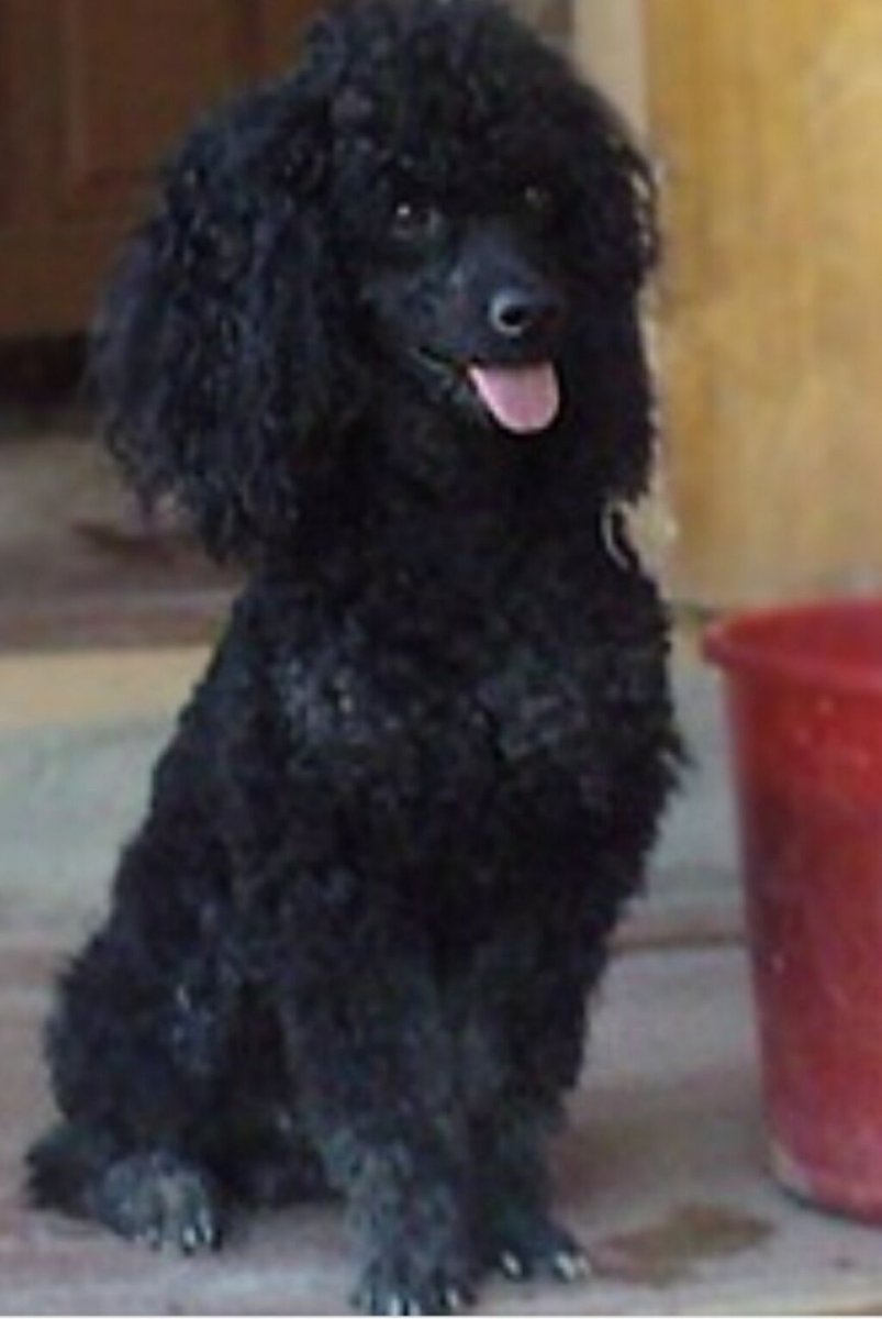 Карликовый пудель лохматый